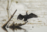 aalscholver - (Great) Cormorant - Phalacrocorax carbo