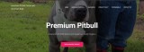 AKC registered Pitbull Terrier