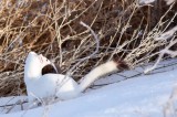 ermine4.jpg