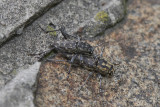 Xylotrechus rusticus