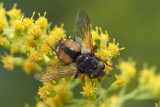 Tachina fera (m)