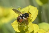Winged Insects