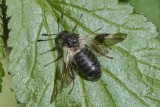 Hymenoptera - Hautflügler - wasps, ants, bees