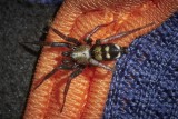 Spiders