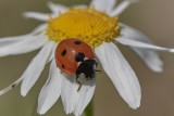 Coccinella septempunctata