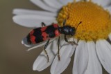 Bugs