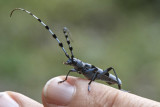 Bugs