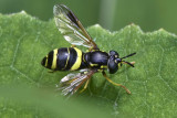 Diptera - Flies and midges