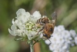 Hymenoptera - Hautflügler - wasps, ants, bees