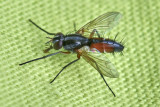Tachinidae - Raupenfliegen
