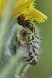 Thomisidae - Crab spiders