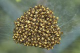 Spiders