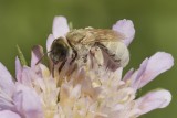 Halictus pollinosus