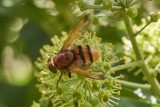 Diptera - Flies and midges