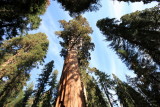 Sequoia_13.JPG
