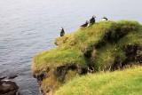 Puffins