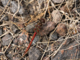 Common Darter Dragonfly 1