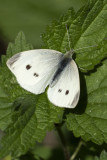 Femail Small White Butterfly