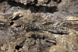Common Hawker Dragonfly 
