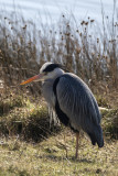 Grey Heron