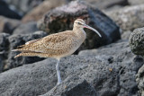 Whimbrel