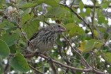 Vegetarian Finch (Santa Cruz)