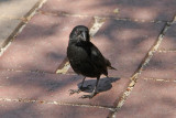 Common Cactus-Finch (Santa Cruz)