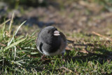 Dark-eyed Junco