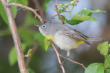 Virginia's Warbler