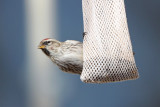 Common Redpoll