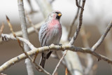 Hoary Redpoll