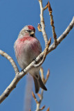 Hoary Redpolls