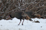Wild Turkey