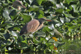 Little Bittern