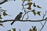 Chestnut Bulbul