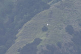 White-tailed Tropicbird, Hiva Oa