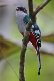 Cuban Trogon