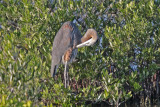 Great Blue Heron