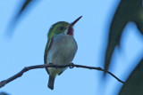 Cuban Tody