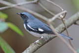 Black-throated Blue Warbler