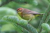 Palm Warbler