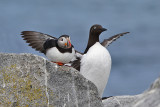 Atlantic Puffin and Common Murre