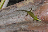 Lizard (Kosrae)