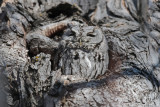 Western Screech-Owl