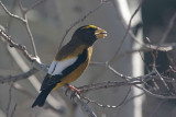 Evening Grosbeak