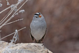 White-crowned Sparrow