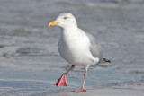 2019-02-08_4617-herring--gull.jpg