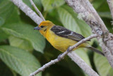 Flame-colored Tanager (f)