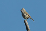 Oak Titmouse