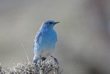 Mountain Bluebird